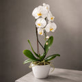 Ivori Whisper Orchid