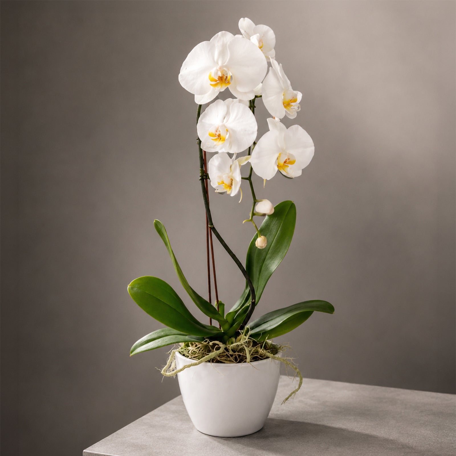 Ivori Whisper Orchid
