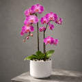 Cloud Orchid