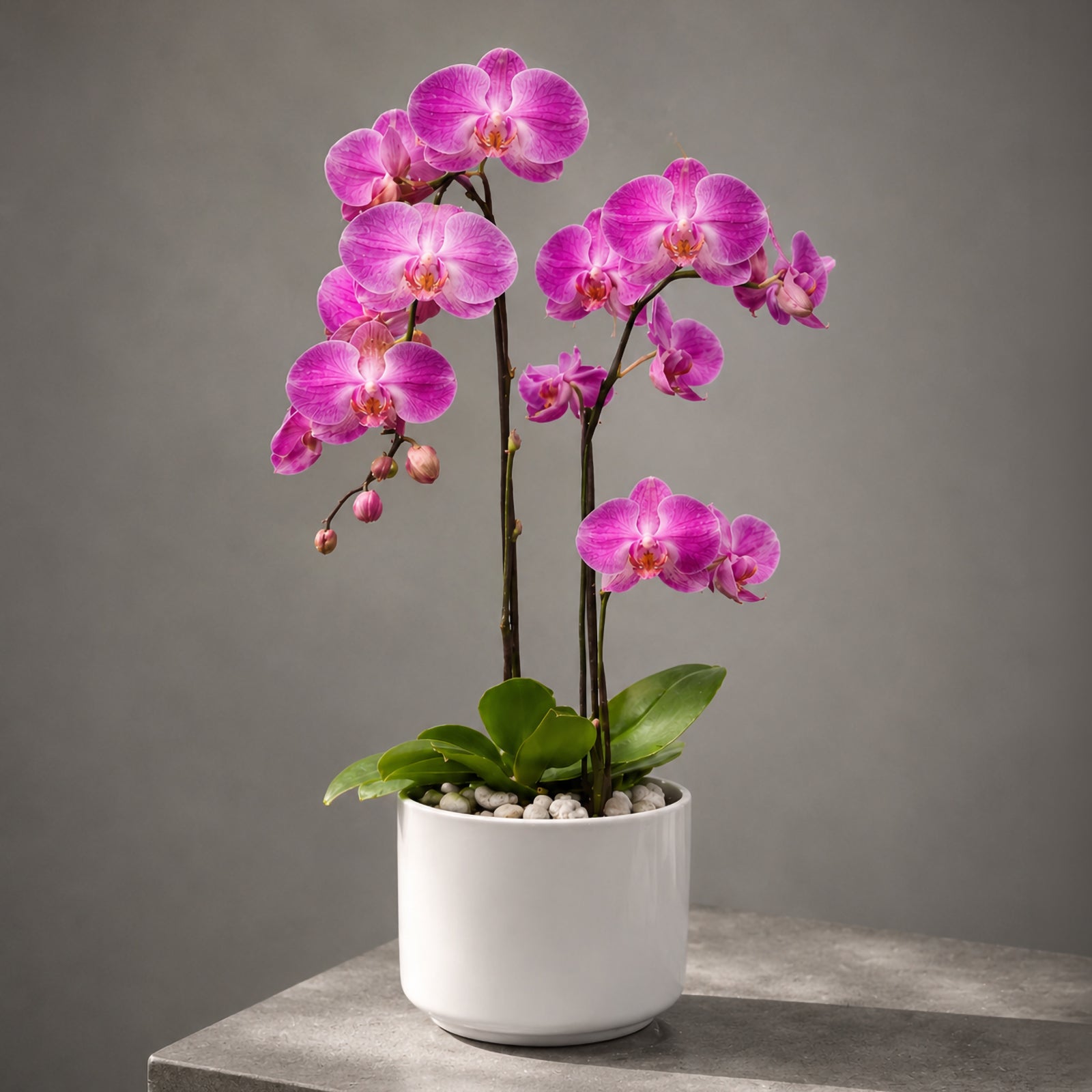 Cloud Orchid