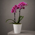 Pink Love Orchid