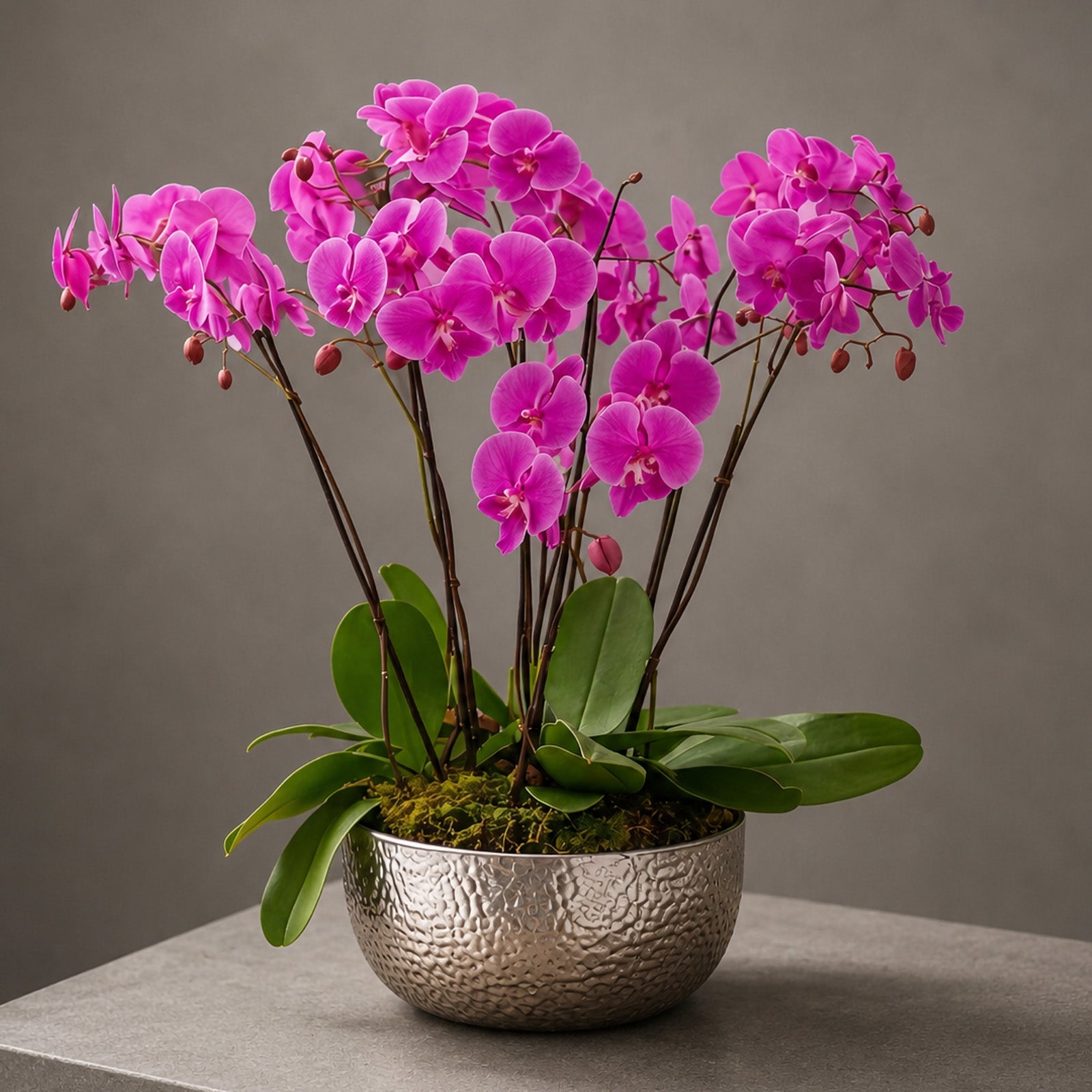 Pink Phalaenopsis Orchid