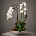 White Phalaenopsis Orchid