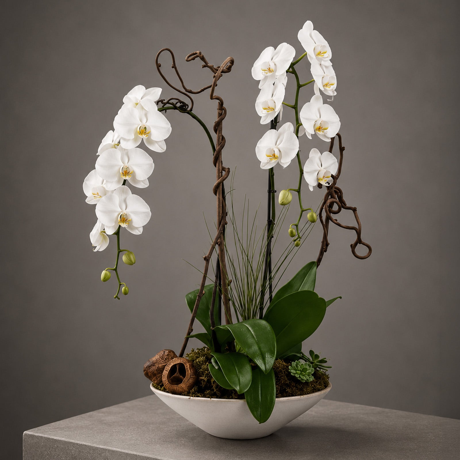 White Phalaenopsis Orchid